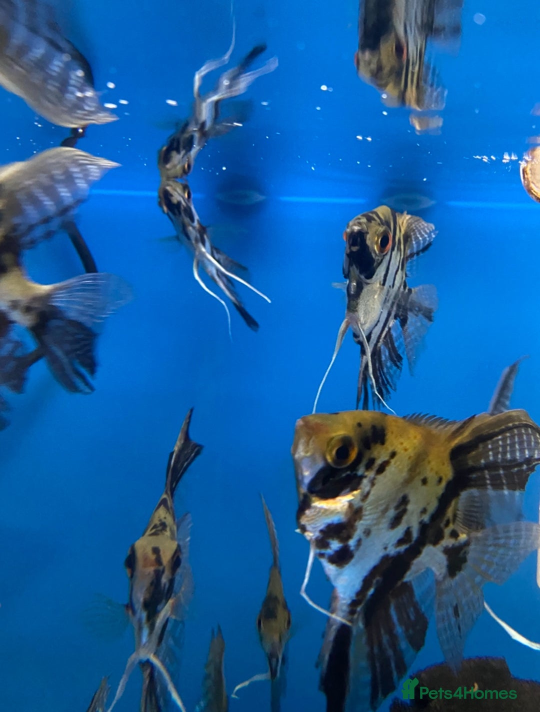 Other/Mixed Breed fish for sale: Plec’s, Angel Fish and Shrimp for sale  - Advert 4