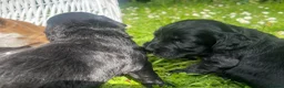 Cocker Spaniel dogs for sale: Pretty RKC Cocker Spaniel pups DNA Health Tested - Advert 12