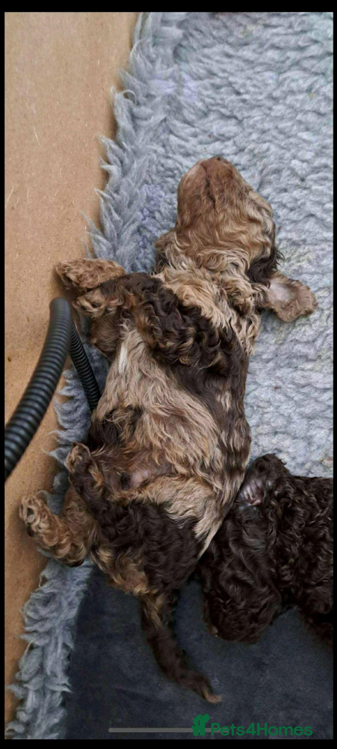 Cockapoo dogs for stud: cockapoo for stud merle DNA health tested, proven  in Bristol - Image 16