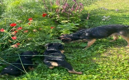 Lakeland Terrier dogs for sale: 1 male terrier  - Image 4