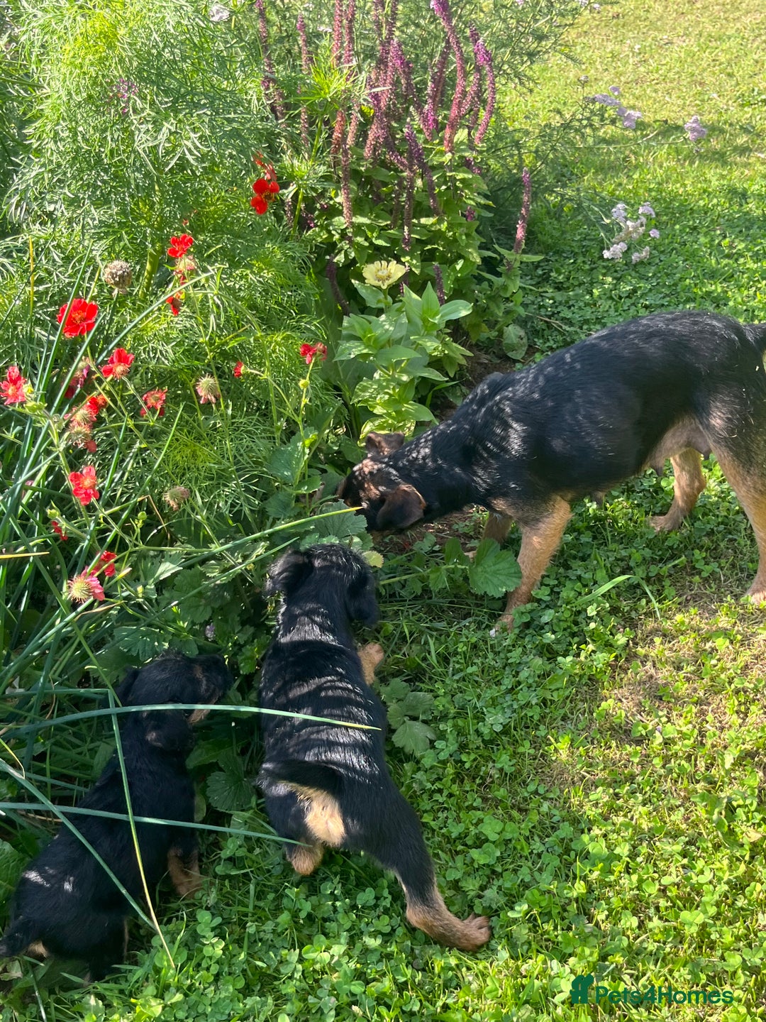 Lakeland Terrier dogs for sale: 1 male terrier  - Image 4
