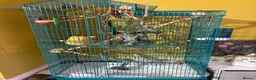 Sugar Glider rodents for sale: Sugar gliders  - Advert 5