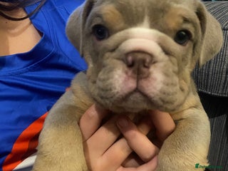 English Bulldog dogs Beautiful English bulldog puppies - Advert 12