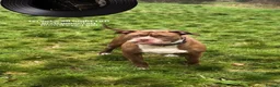 Mixed Breed dogs for sale: Bandogge mastiff pups  - Advert 4