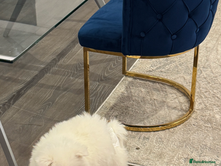 Samoyed dogs Samoyed - Advert 1