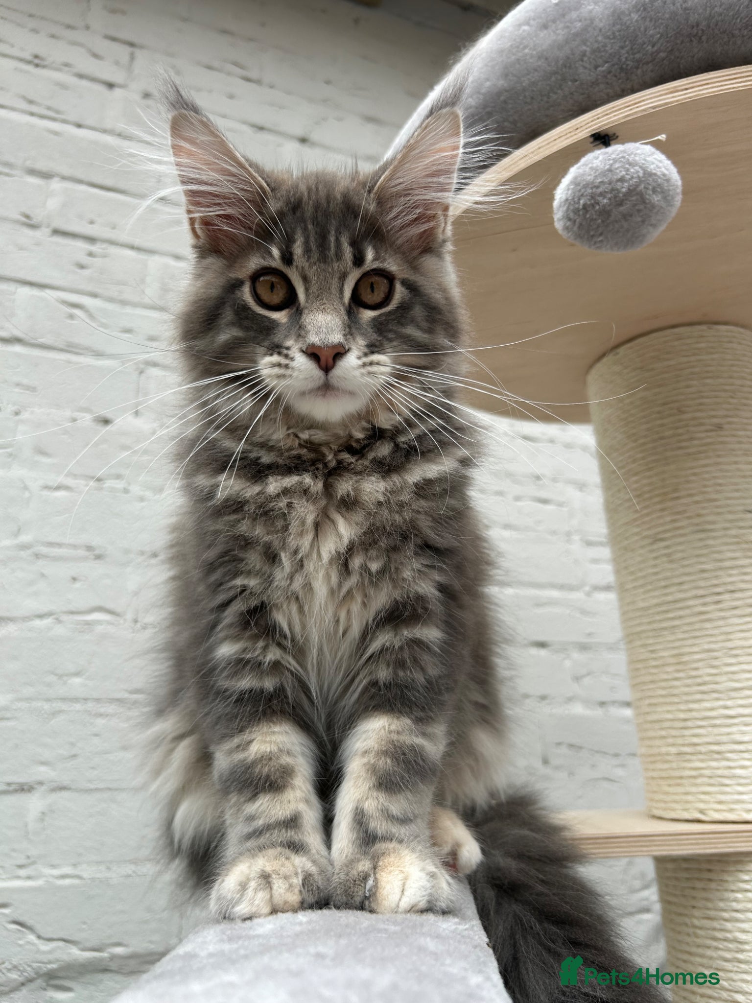 Maine Coon cats TICA reg Pedigree Maine Coon Kittens  - Advert 13