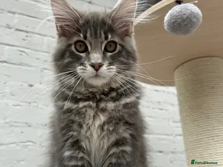 Maine Coon cats TICA reg Pedigree Maine Coon Kittens - Advert 13