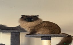 Ragdoll cats for sale: 1 1/2 year old Affectionate ragdoll cat - Advert 1