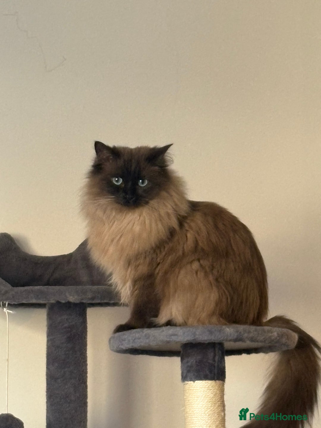 Ragdoll cats for sale: 1 1/2 year old Affectionate ragdoll cat - Advert 1