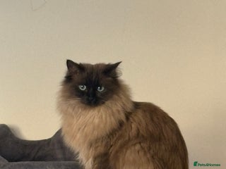 Ragdoll cats 1 1/2 year old Affectionate ragdoll cat - Advert 1