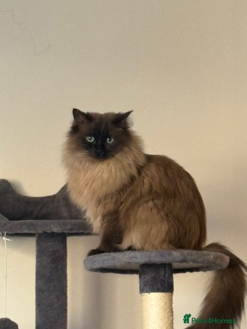 Ragdoll cats 1 1/2 year old Affectionate ragdoll cat - Advert 1