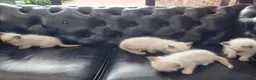 Ragdoll cats for sale: 🐾Beautiful Ragdoll Kittens – Championship Lines🐾 - Advert 7