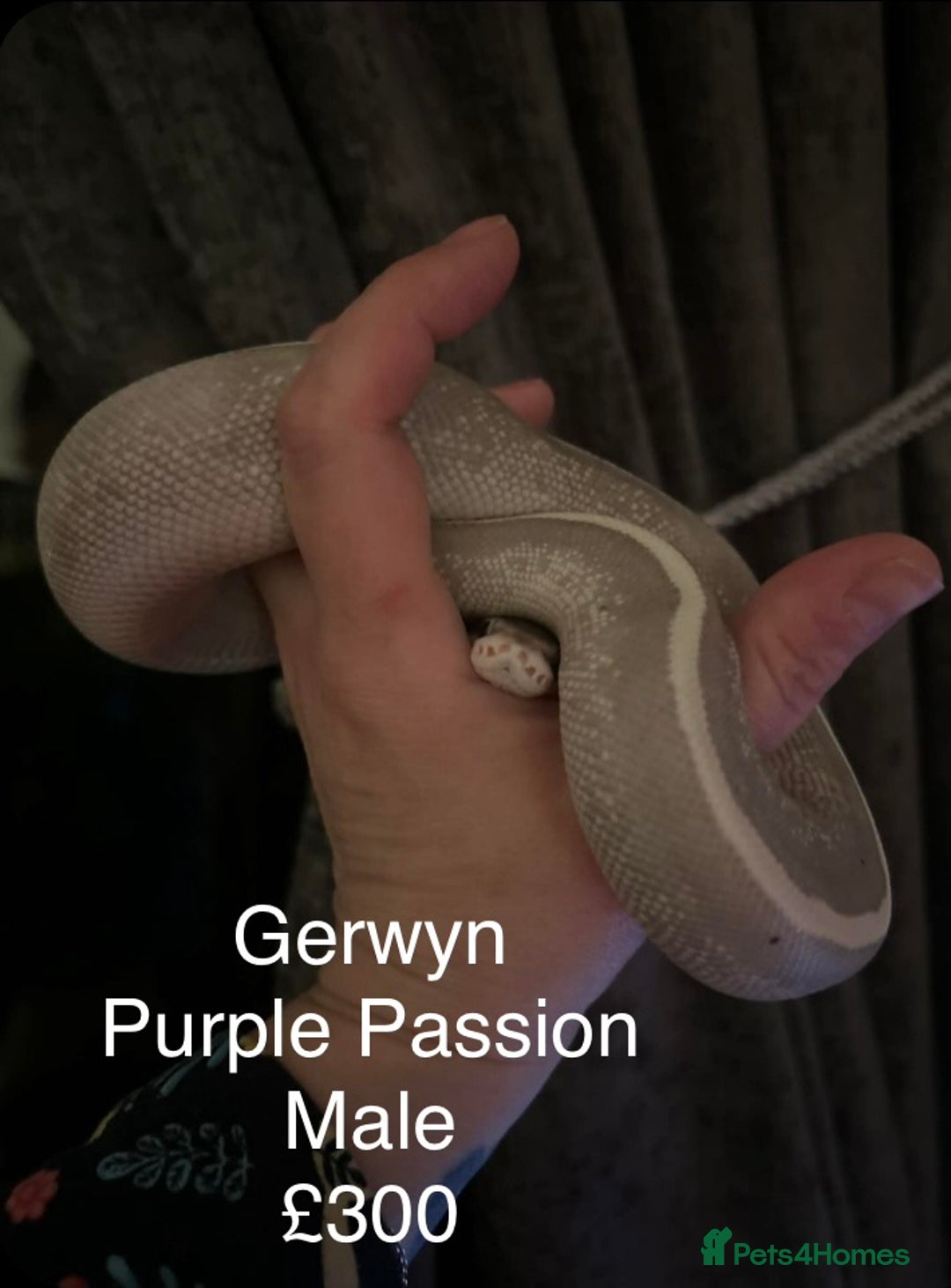 Python Snake reptiles for sale: Royal Python & Hognose - Advert 7
