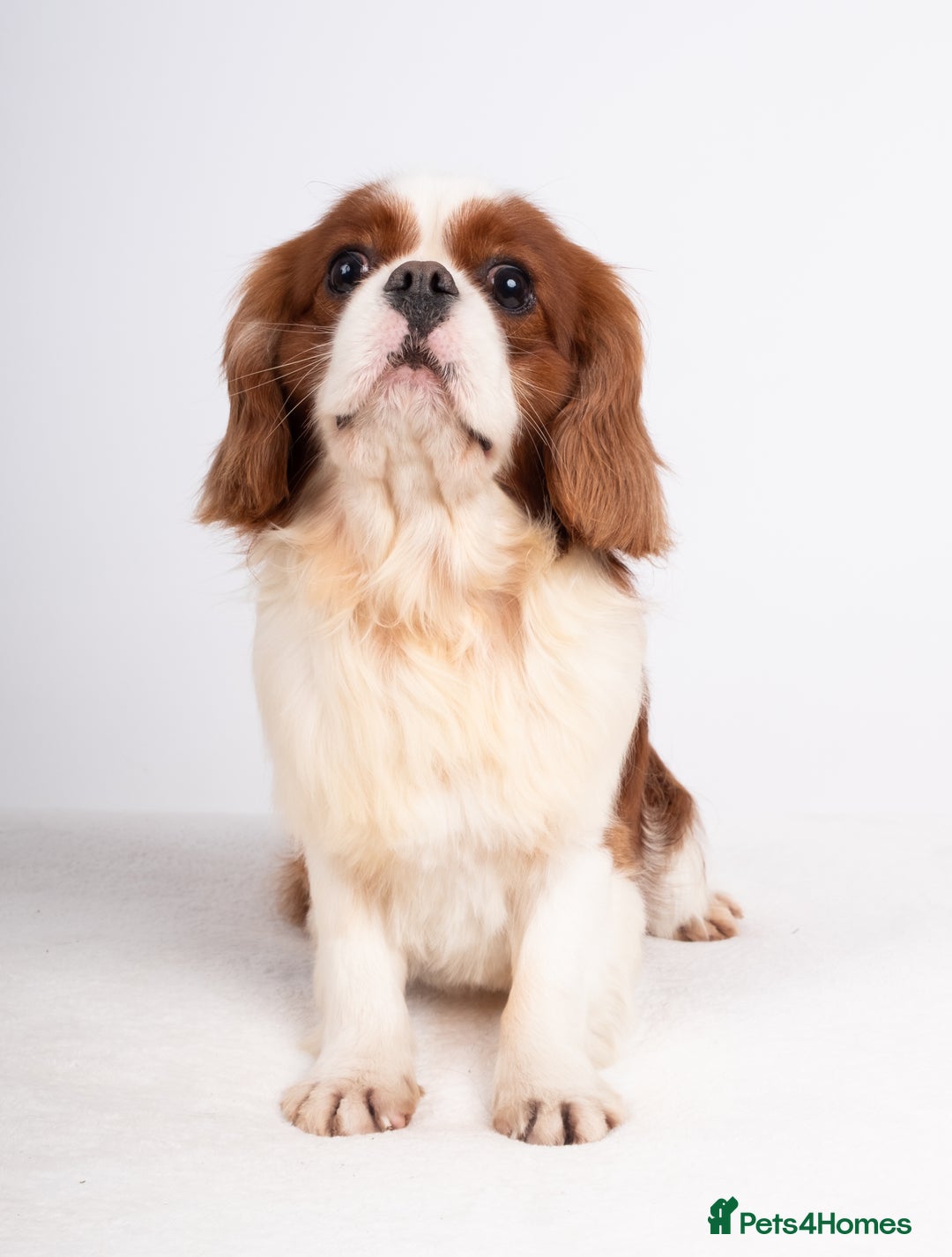 Cavalier King Charles Spaniel dogs for stud: KC REG CHAMPION SERBIAN IMPORT HEALTH TESTED CAVA in Hoddesdon - Advert 8