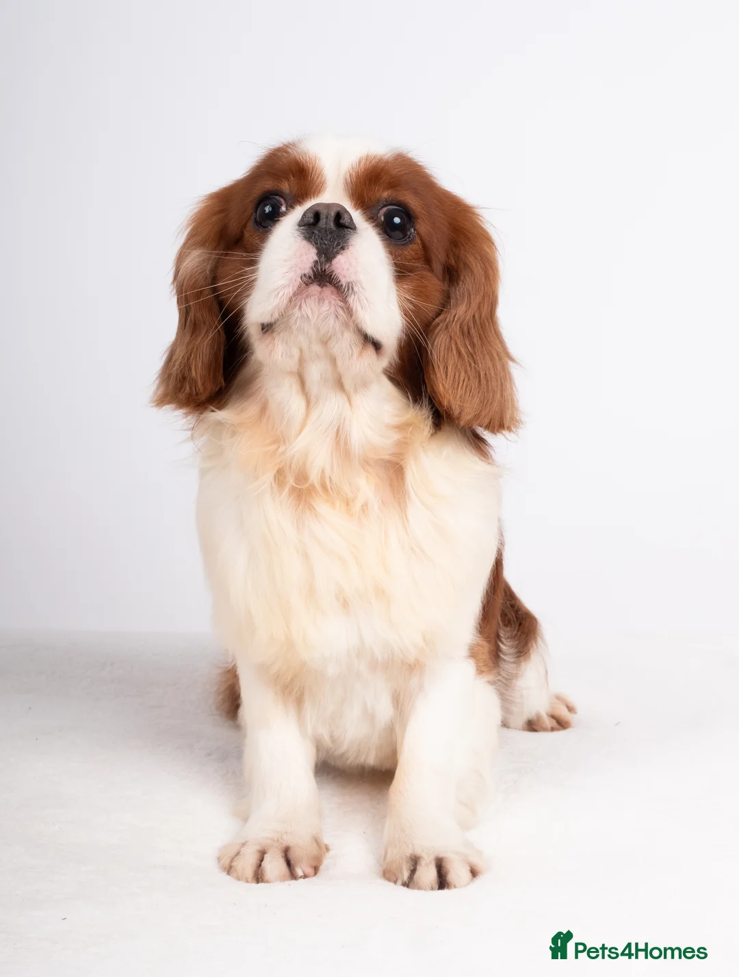 Cavalier King Charles Spaniel dogs for stud: KC REG CHAMPION SERBIAN IMPORT HEALTH TESTED CAVA in Hoddesdon - Advert 8