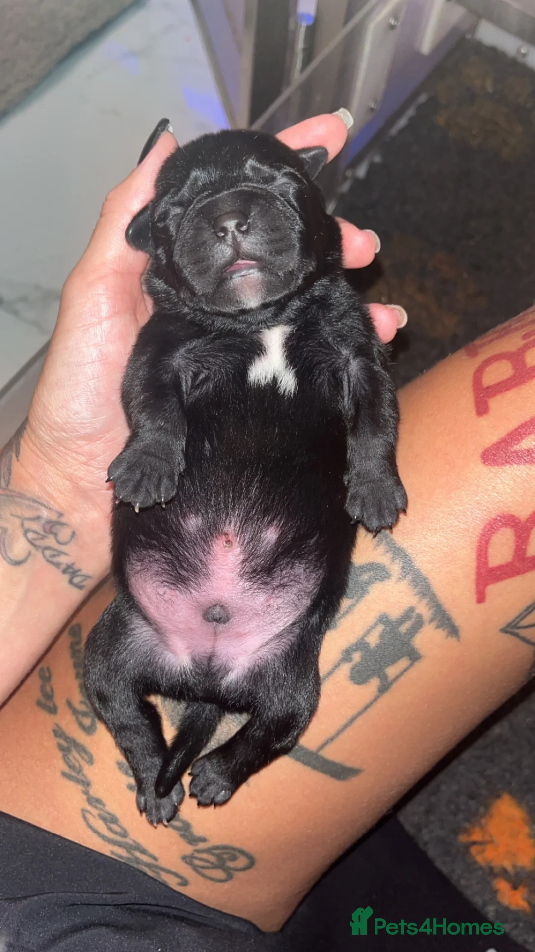 Staffordshire Bull Terrier dogs for sale: Beautiful Staffordshire Bull Terrier Pups - Advert 1