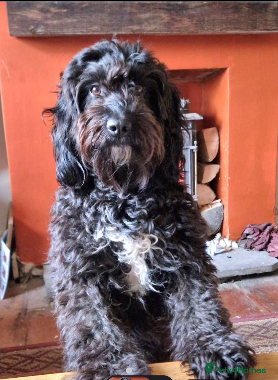 Mixed Breed dogs 1 Beautful Sproodle cross Cockapoo - Advert 2