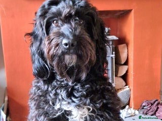 Mixed Breed dogs 3 Beautful Sproodle cross Cockapoo - Advert 16