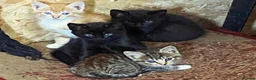 Mixed Breed cats for sale: Farm bred kittens available for there new homes - Advert 4
