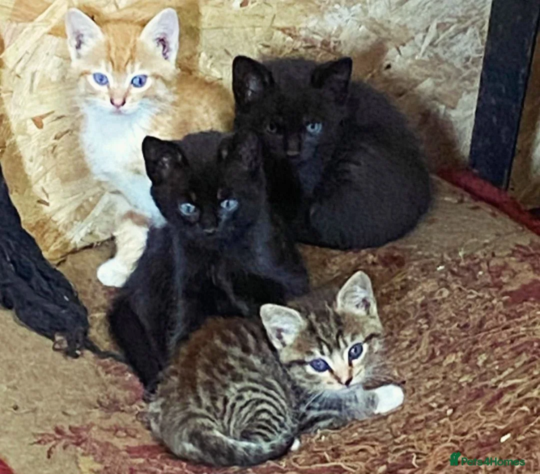 Mixed Breed cats for sale: Farm bred kittens available for there new homes - Advert 4
