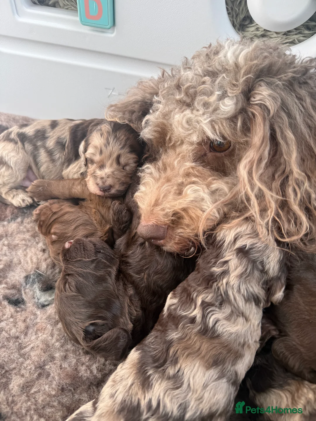 Mixed Breed dogs for sale: Cockapoo x Labradoodle Hybrid - Advert 27