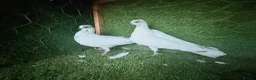 Pigeons birds for sale: Premium Breeding Pigeons Top Quality Pairs Availab - Advert 17