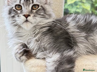 Maine Coon cats Outstanding pedigree kittens ready to leave - Advert 8