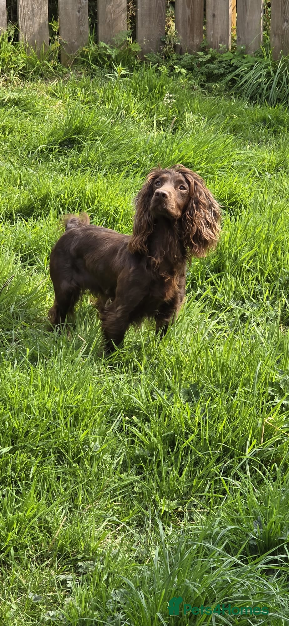 Cocker Spaniel dogs Kc working cocker puppy’s  - Advert 1