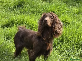 Cocker Spaniel dogs Kc working cocker puppy’s - Advert 4