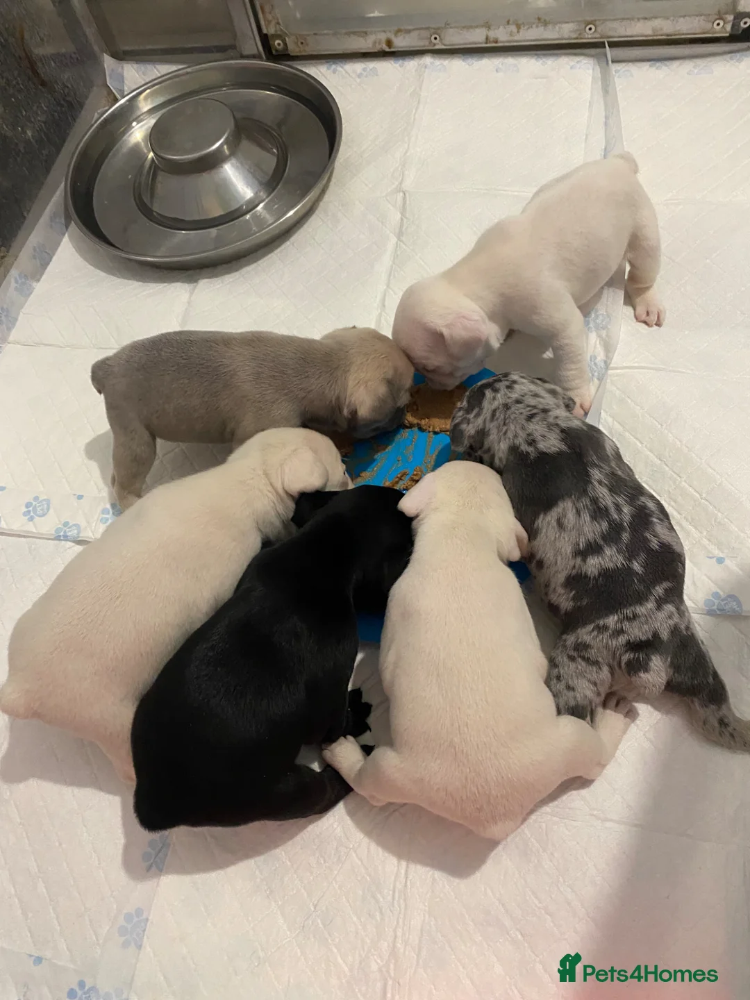 French Bulldog dogs for sale: Pink & Pink carrier French Bulldog puppies - Advert 2