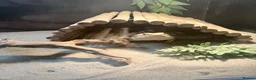 Bearded Dragon reptiles for sale: 1.5 year old friendly Bearded Dragon - Advert 3