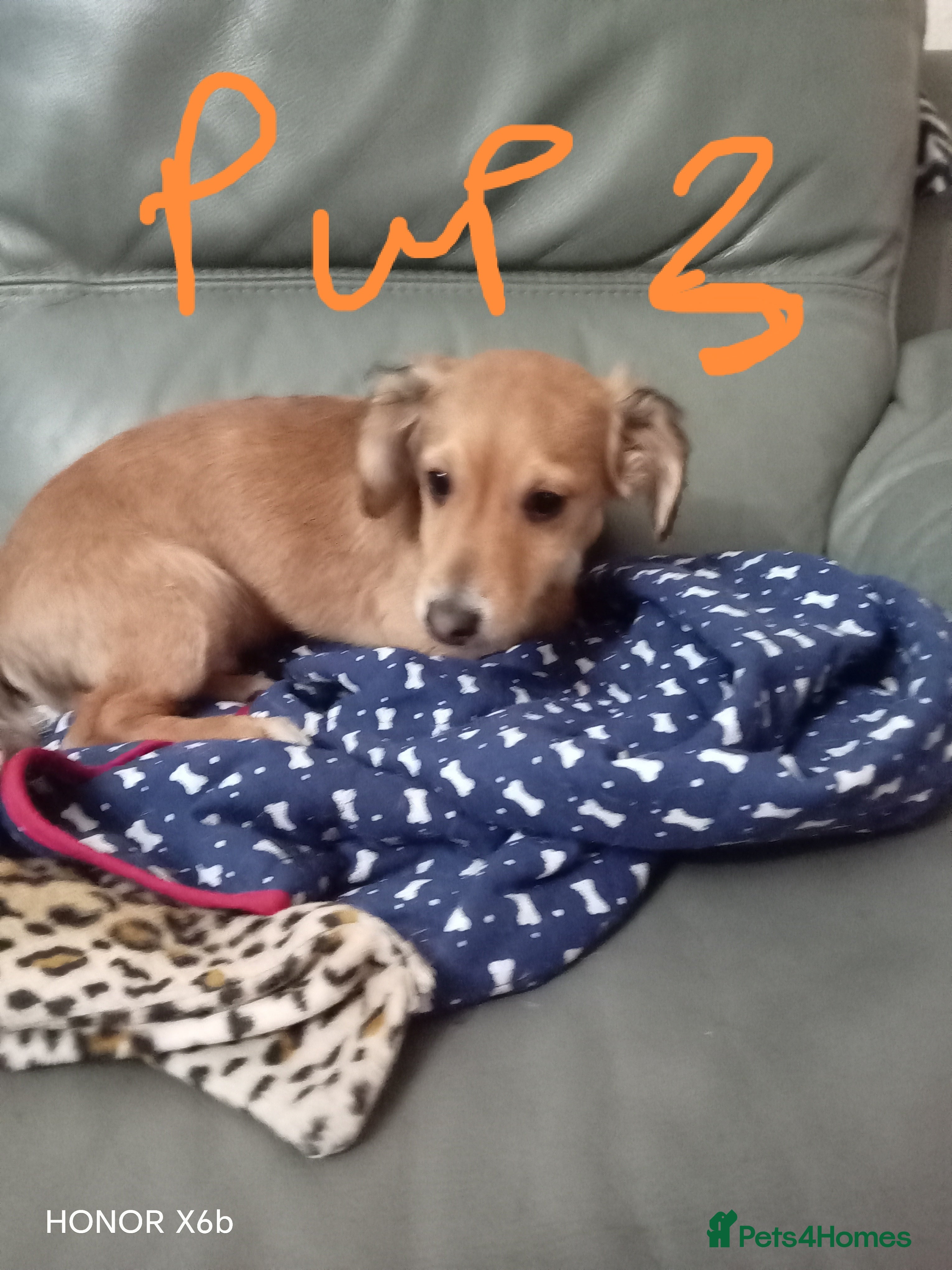 Mixed Breed dogs  Cockapoo x Jack Russell DNA clr Mum - Advert 4