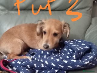 Mixed Breed dogs Cockapoo x Jack Russell DNA clr Mum - Advert 4