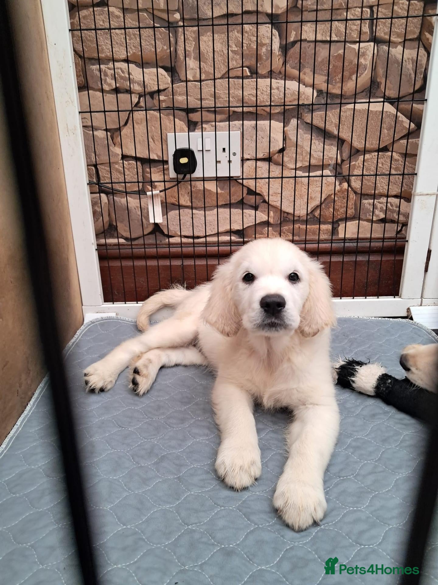 Golden Retriever dogs Stunning Golden Retriever Puppy - Advert 18