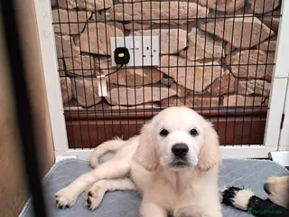 Golden Retriever dogs Stunning Golden Retriever Puppy - Advert 2