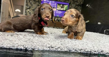 Miniature Dachshund dogs - Advert 3