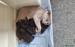 British Shorthair cats for sale: Beautiful little BSH kittens - Image 6