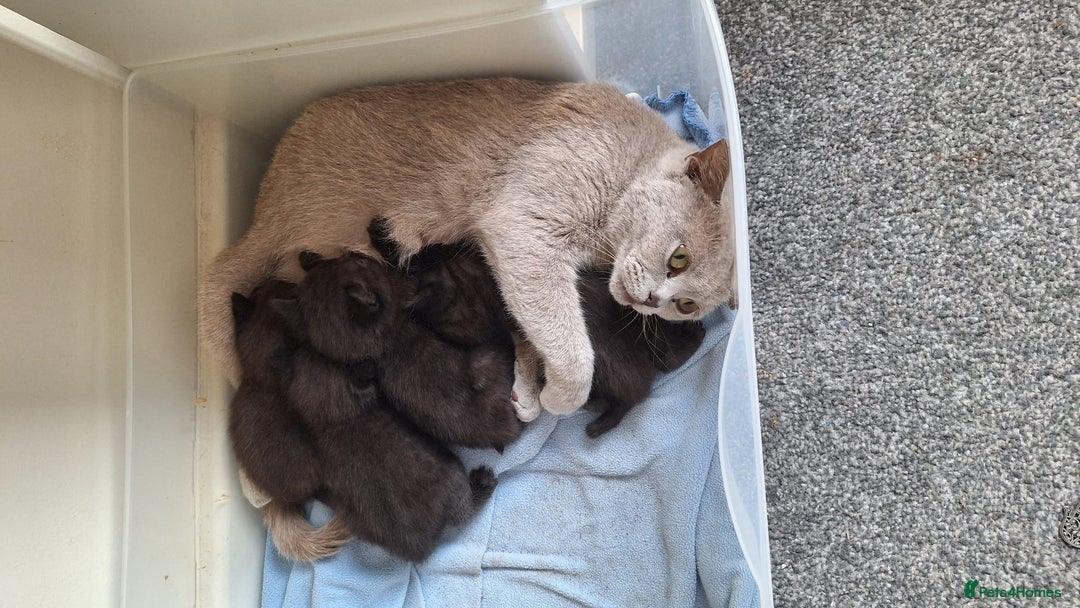 British Shorthair cats for sale: Beautiful little BSH kittens - Image 6