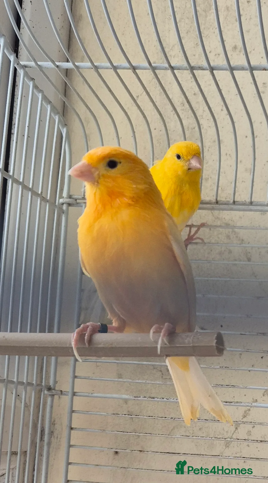 Canaries birds for sale: 2 x canaries male and female (i think) in Camborne - Advert 1