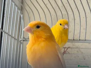 Canaries birds 2 x canaries male and female (i think) - Advert 1