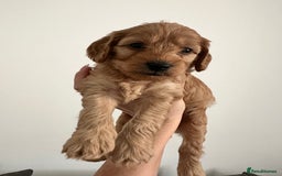 Cockapoo dogs for sale: Cockerpoo - Advert 9