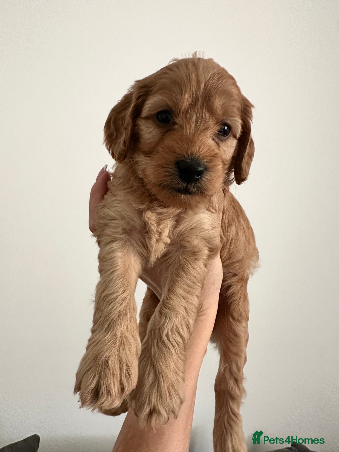 Cockapoo dogs for sale: Cockerpoo - Advert 9