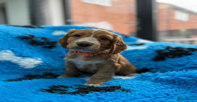 Cocker Spaniel dogs - Advert 2