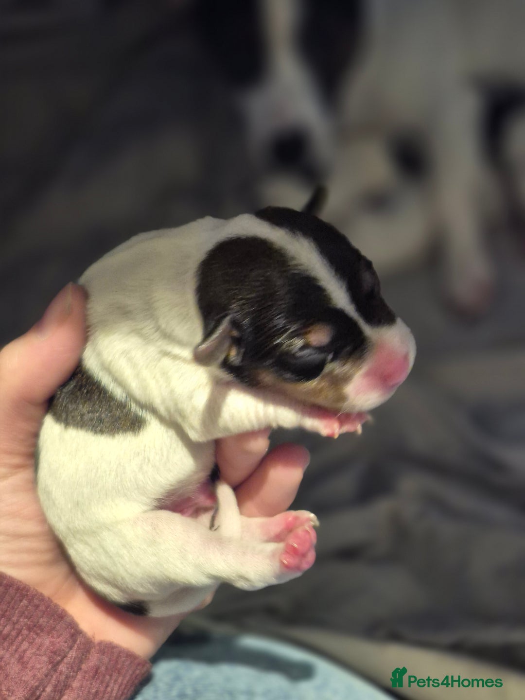 Jack Russell dogs for sale: Jack russle pups for sale - Advert 15