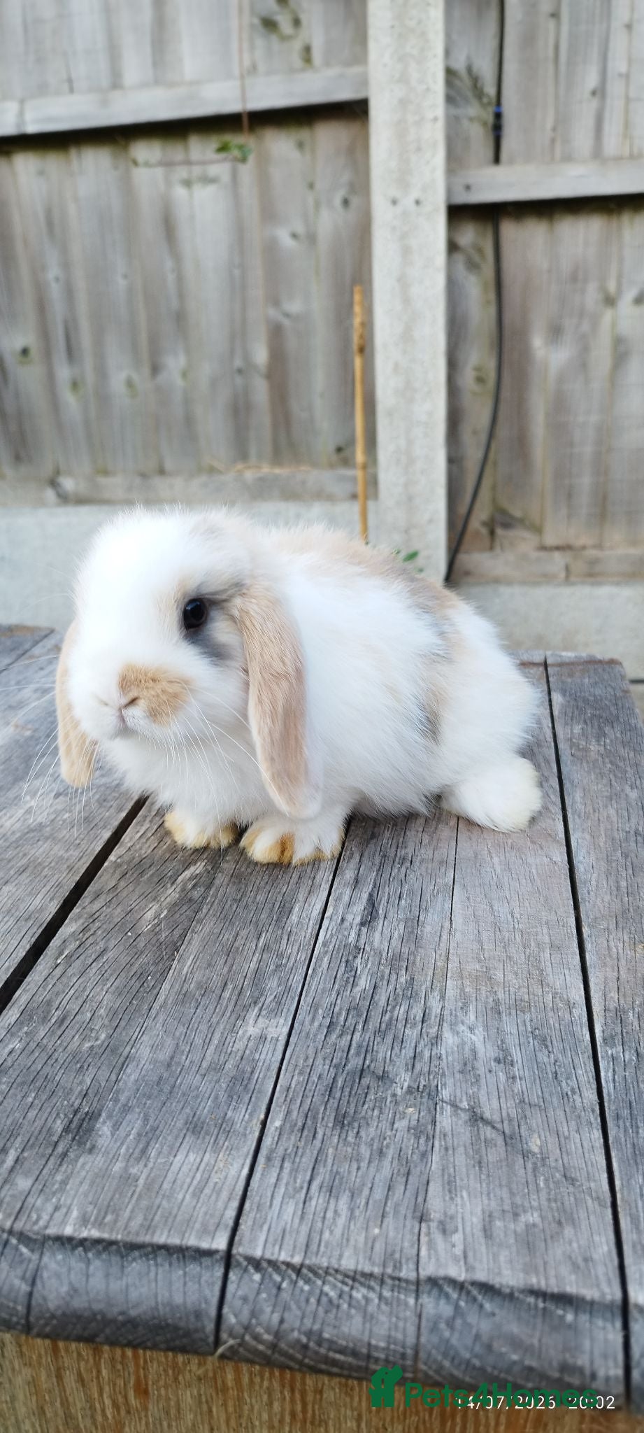 Mini Lop rabbits Minilop bunnies  - Advert 2