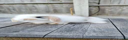 Mini Lop rabbits for sale: Minilop bunnies  - Advert 7