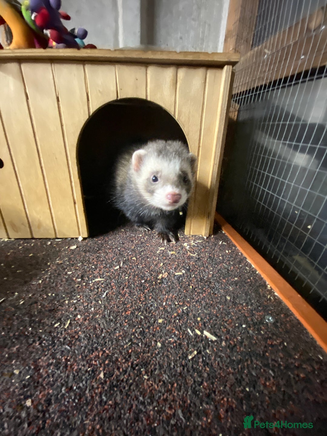 Ferret rodents for sale: Ferrets polecats 2 hobs 1 jill - Advert 2