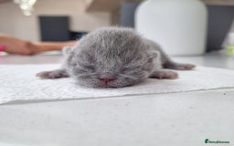 British Shorthair cats for sale: Beautiful British Short hair Blue kittens for sale - Image 10