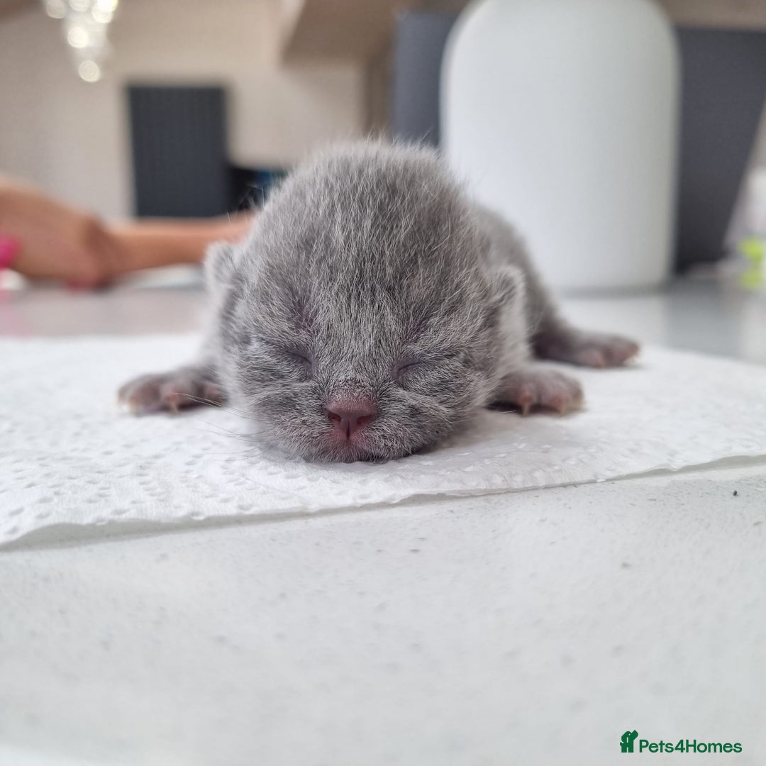 British Shorthair cats for sale: Beautiful British Short hair Blue kittens for sale - Image 10