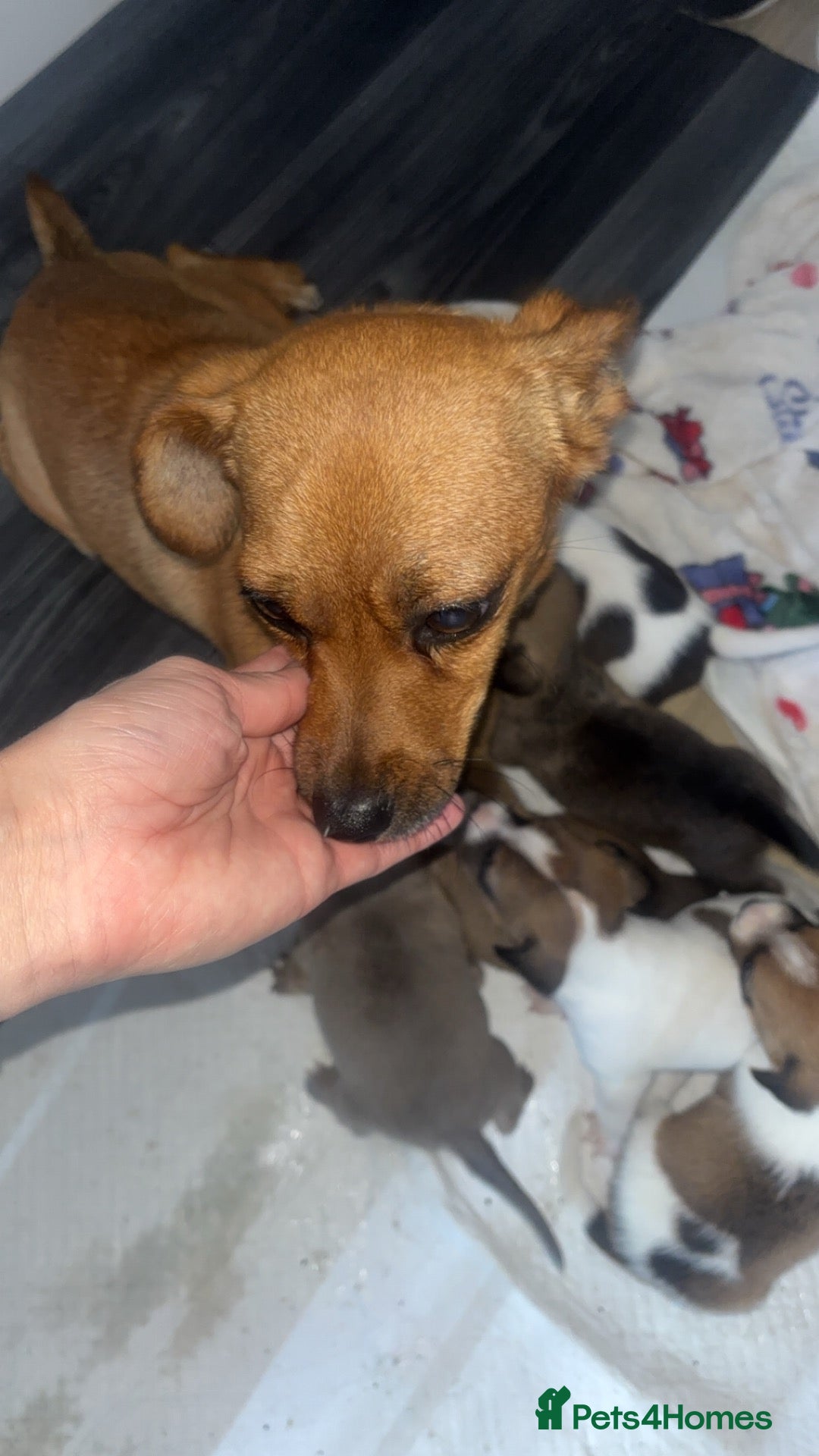 Jack Russell dogs for sale: 9 beautiful jack russells  - Advert 7